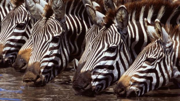 Zebras bebendo água