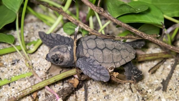 கடல் ஆமை