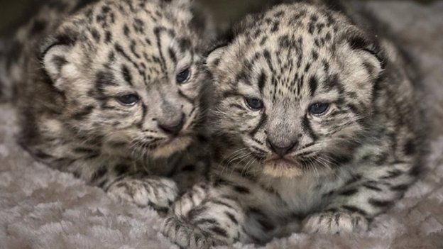 Snow leopards: Charity hopes pair can help protect species - BBC Newsround