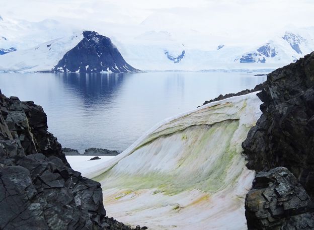 _112377113_3_-multi-coloured-snow-algae-on-anchorage-island-antarctica-2018.-credit-matt-davey.jpg