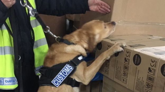 Un perro inspecciona paquetes