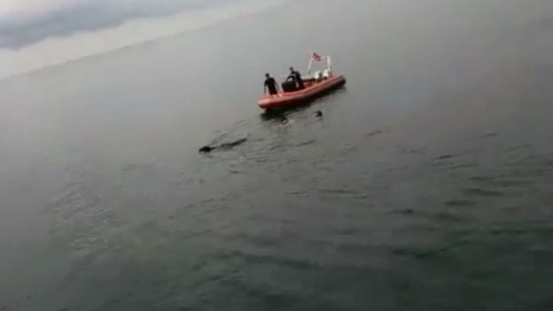 boğa yüzerken