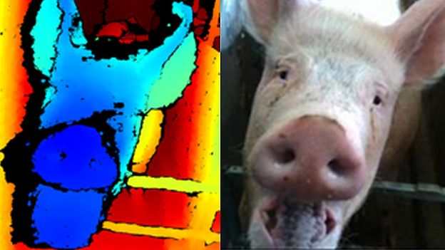 3D image of pig