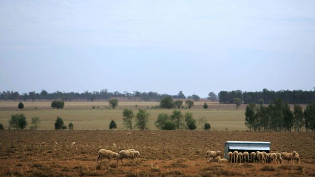 Granja de ovejas en Nueva Gales del Sur