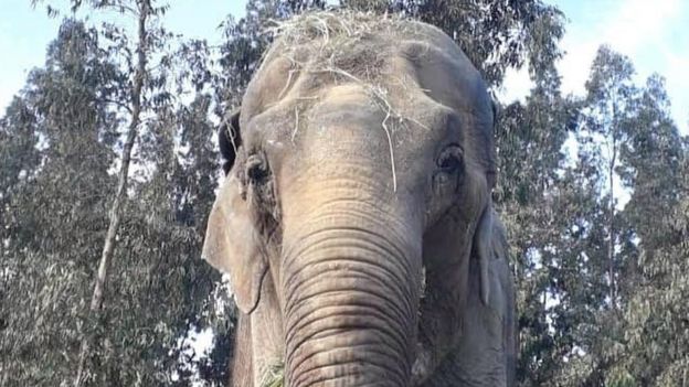Ramba em área arborizada e aberta