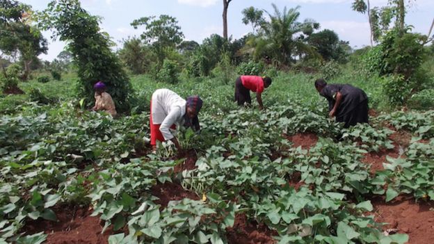 Biofortified crops yield the same or sometimes better than the traditional crop