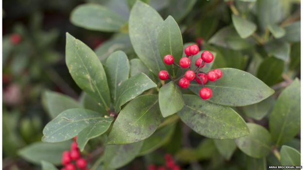 Skimmia japonica