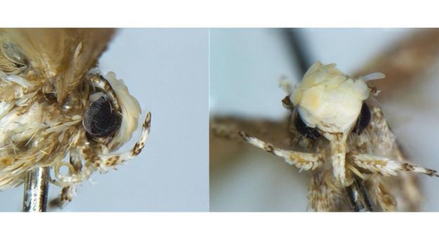 Neopalpa donaldtrumpi