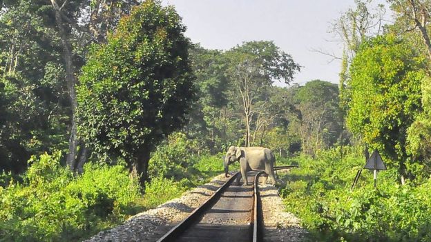 யானைகள் பாலத்தை கடக்க பாதியில் நிற்கும் ரயில்கள்