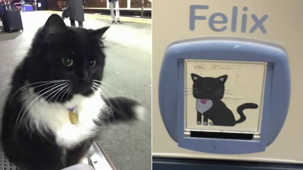 Huddersfield station cat Felix goes global - BBC News