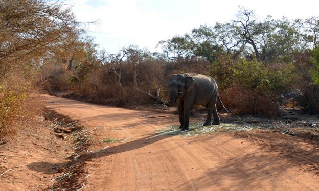 An elephant on a forest road
