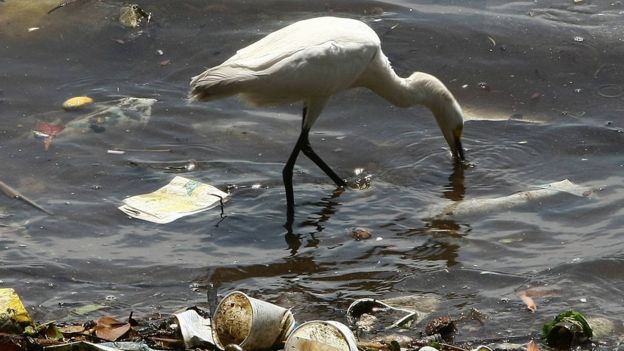 Imagem mostra ave procurando comida na Ã¡gua poluÃ­da com plÃ¡stico