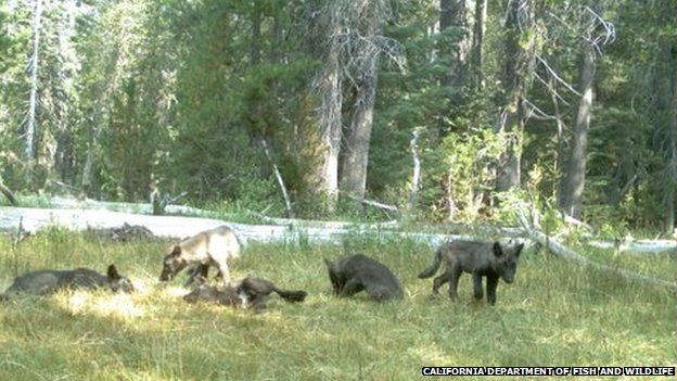 Wolf pups in Northern California