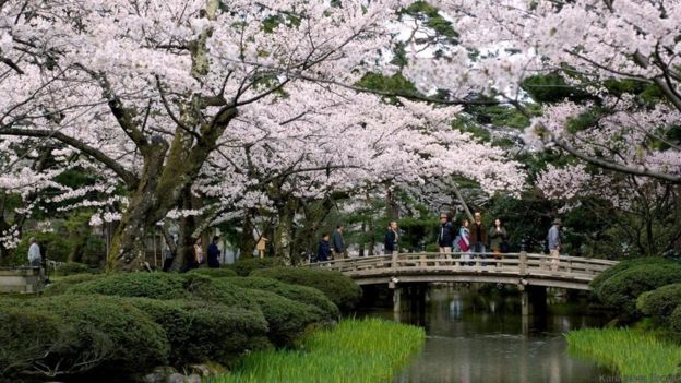 Cherry blossoms in Kenroku-en garden