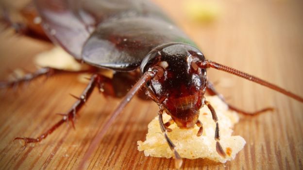 Cucaracha comiendo pan