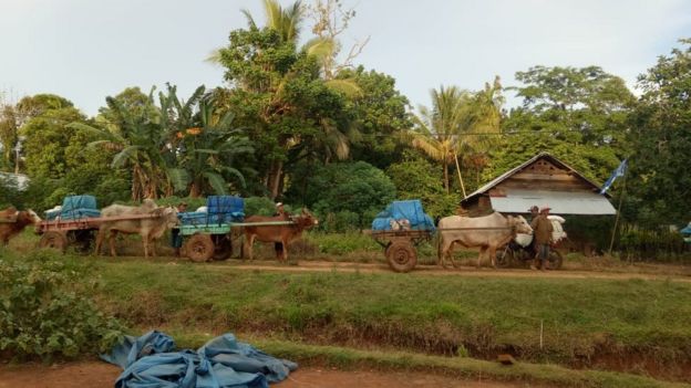 Surat-surat suara dikirimkan ke daerah pedalaman di Kecamatan Bengkunat, Lampung Barat, dengan gerobak sapi.