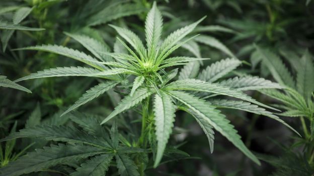 Boston cannabis farm is Lincolnshire's 'largest' - BBC News