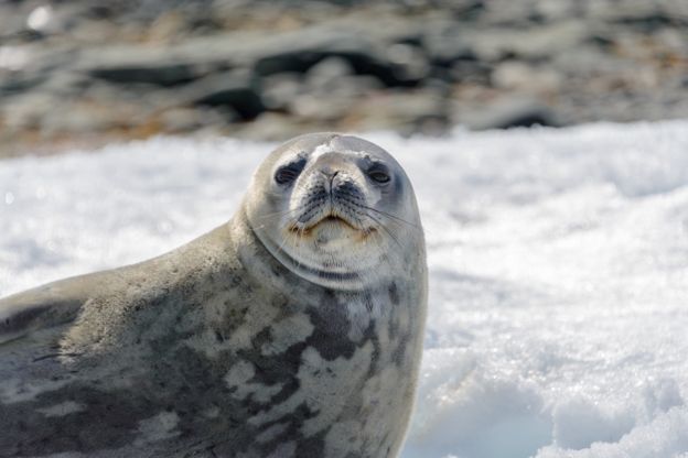 Foca-leopardo na Antártida