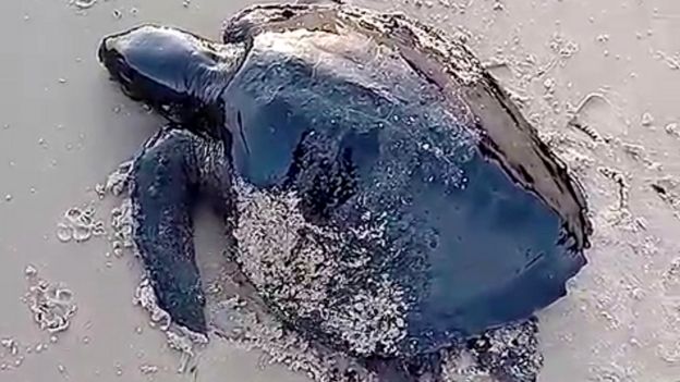 Tartaruga atingida por óleo no Nordeste