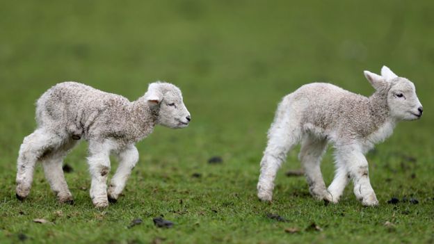 New Zealand lamb