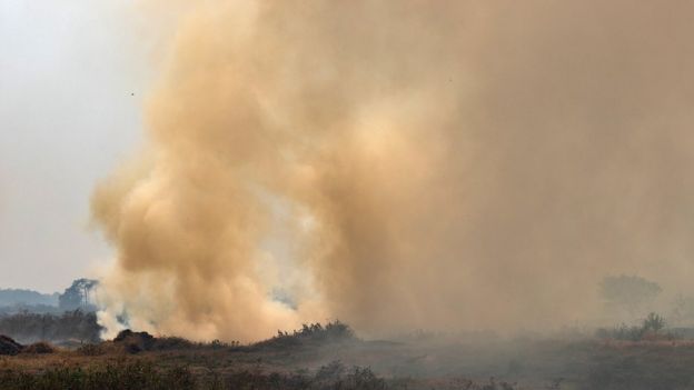 Grande fumaça lançada de área verde do Pantanal