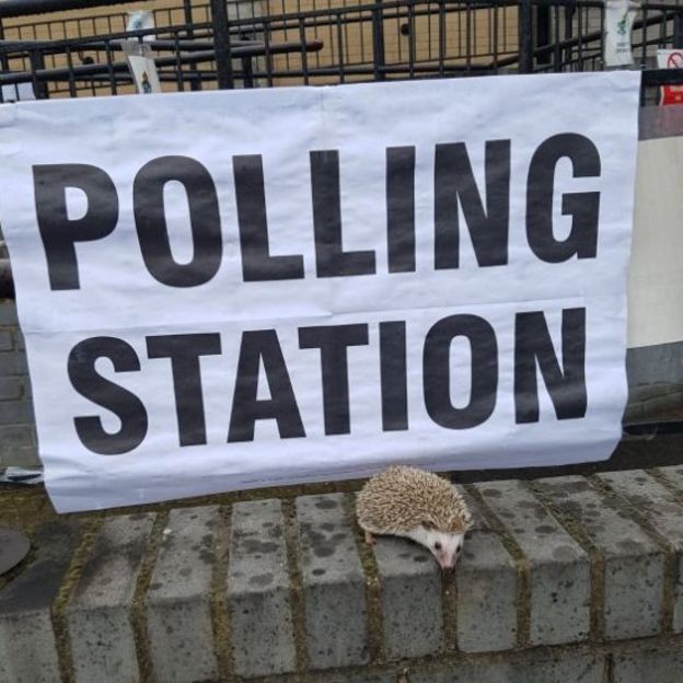 Hedgehog at a polling station