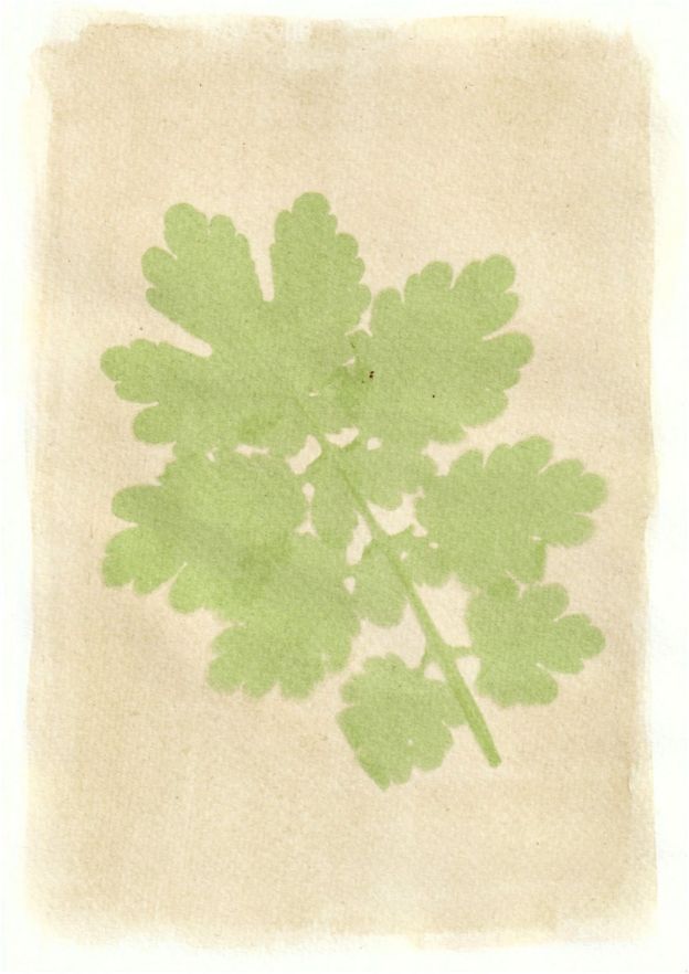 Art in lockdown: Making anthotype plant prints - BBC News