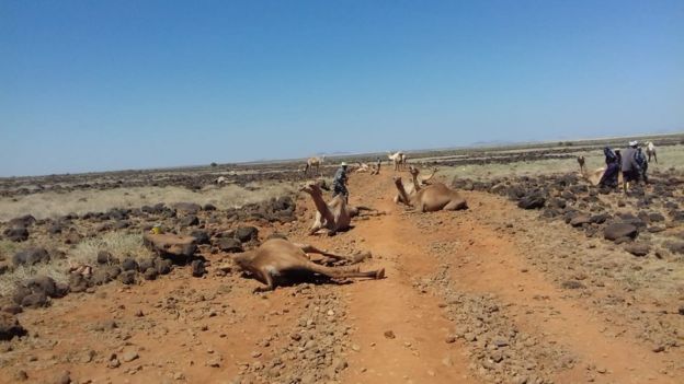 Dead camels