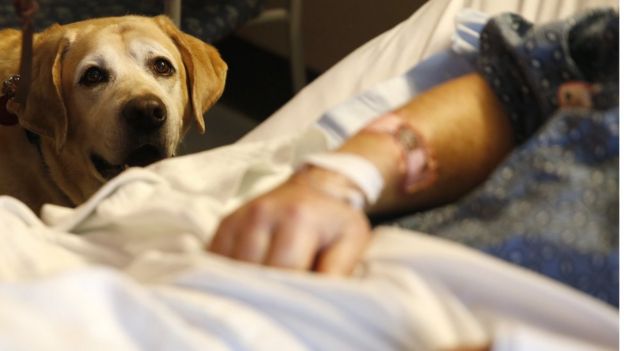 Boston'daki bir hastanede görev yapan terapi köpeği