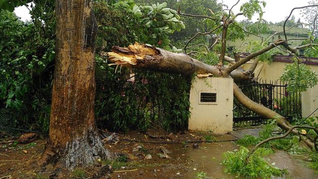 A view of a fallen tree at the entrance of a house after Cyclone Fani made landfall