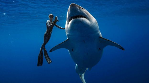 Una buzo con un tiburón blanco
