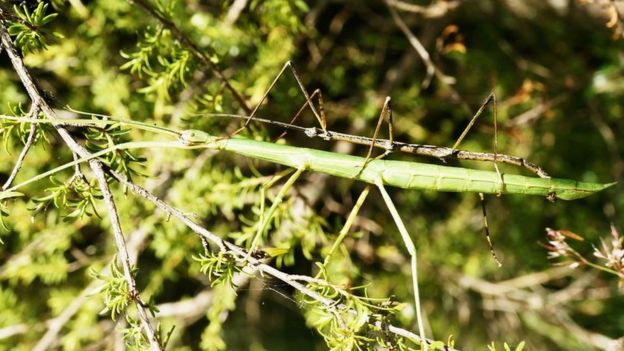 Natural History Museum confirms stick insect is male and female - BBC News