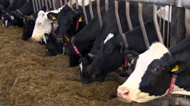 Dairy cows feeding on silage