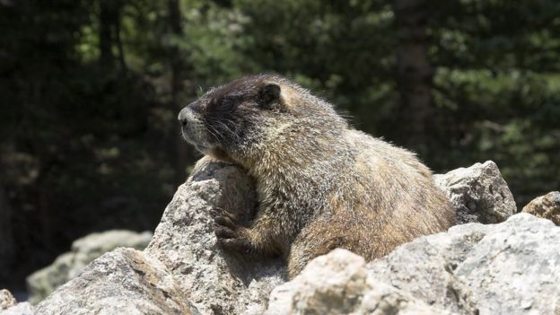marmota em uma pedra