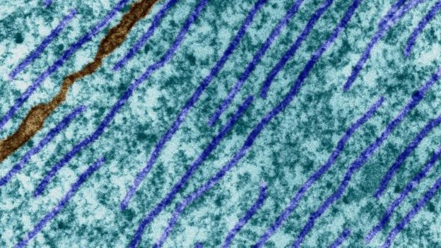 Microtúbulos dentro de una célula