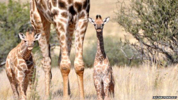 Juvenile Southern Giraffes (c) Julian Fennessy