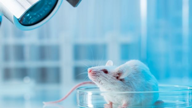 Ratón observado por un microescopio de laboratorio.
