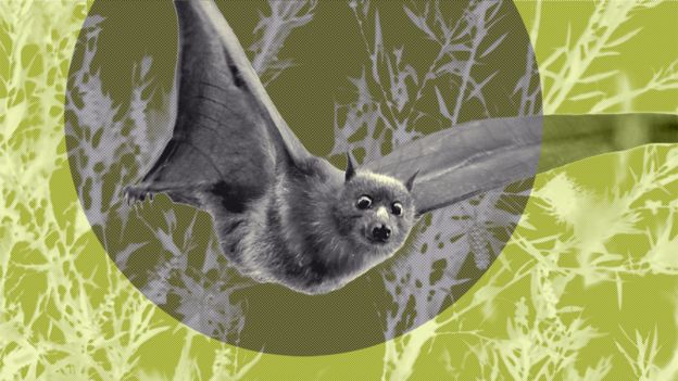 A fruit bat mid-flight