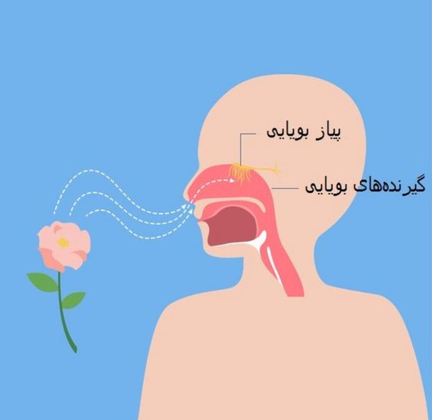 بویایی