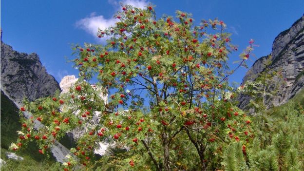 The mountain-ash is in decline