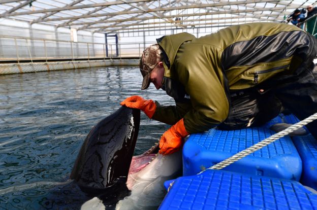 Cuidador examina orca na região da baÃ­a de Srednyaya