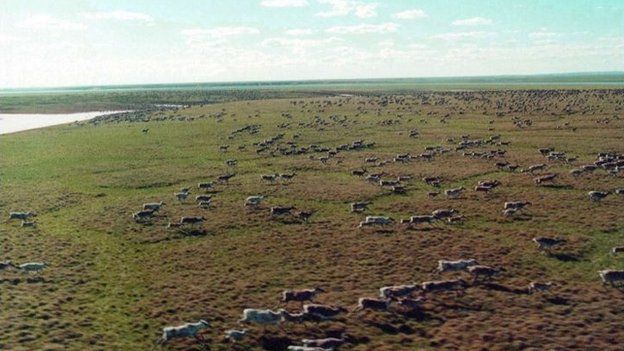 The Taimyr wild reindeer herd is the largest in the world