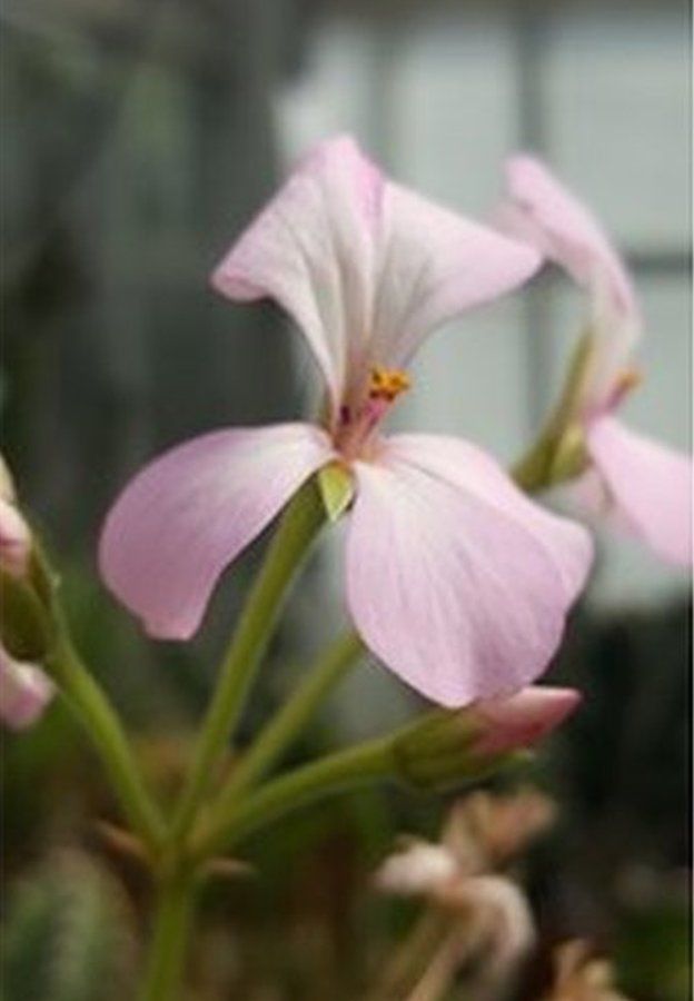 Pelargonium insularis