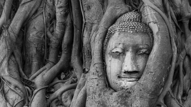 Un árbol de higo con una escultura tallada