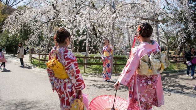 Woman in kimono takes photos under a cherry blossom trees in full bloom during Hanami or cherry blossom season in Maruyama park, Kyoto prefecture, Japan.