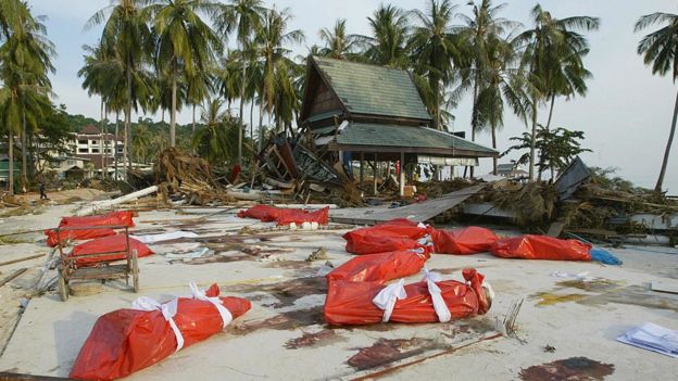 Bolsas con cadáveres en las islas Phi Phi.