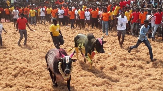 ஜல்லிக்கட்டு