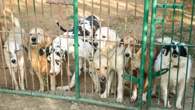 Perros en la granja