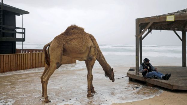 Unta Di Pantai Zikim Dekat Kota Ashkelon Israel Unta Di Pantai Zikim Dekat Kota Ashkelon Israel