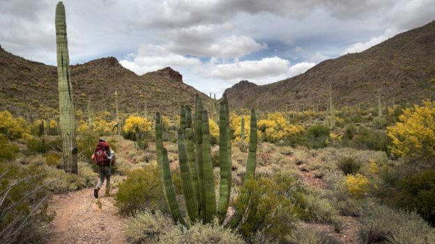 An activist hikes in the Organ Pipe Cactus National Monument